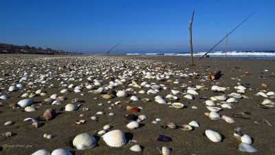 Olta Balıkçılığı